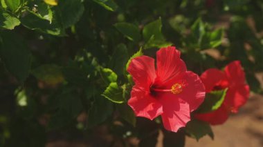 Amami oshima, Kagoshima/Japonya - 22 Eylül 2018: onun bir hibiscus adlı Kagoshima Japonya ormanda. fotoğraf makinesi: Canon Eos 5d mark4