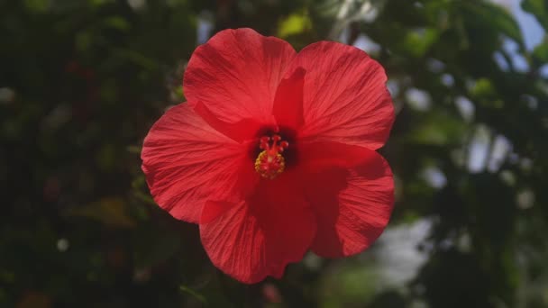 Amami Oshima Kagoshima Japón Septiembre 2018 Hibisco Bosque Kagoshima Japón — Vídeos de Stock