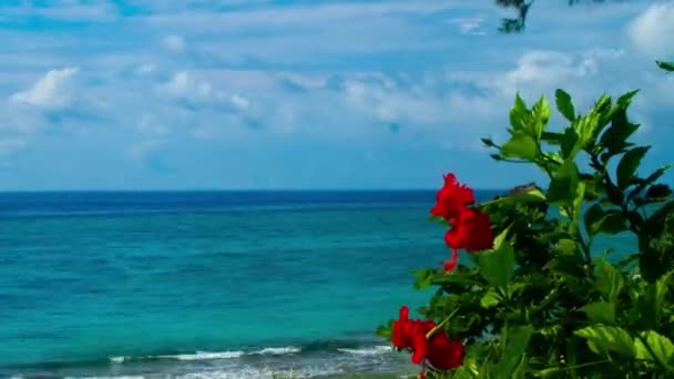 Amami Kagoshima Giappone Settembre 2018 Una Località Naturale Nell Isola — Video Stock