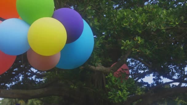 Amami Kagoshima Japonya Eylül 2018 Onun Bir Dekorasyon Amami Adası — Stok video