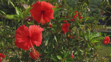 Amami, Kagoshima/Japonya - 22 Eylül 2018: Onun Amami Adası Kagoshima doğa konum. zaman atlamalı. fotoğraf makinesi: Canon Eos 5d mark4