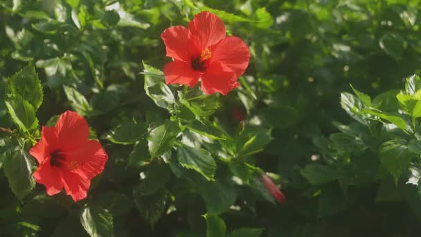 Amami Kagoshima Japón Septiembre 2018 Lugar Natural Isla Amami Kagoshima — Vídeo de stock