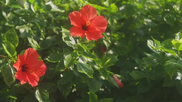 Amami Kagoshima Japón Septiembre 2018 Lugar Natural Isla Amami Kagoshima — Vídeo de stock