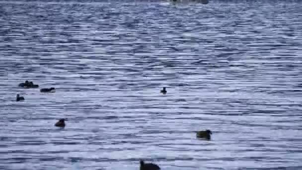 Zwevende vogels aan Ashinoko meer in Shizuoka, Japan — Stockvideo