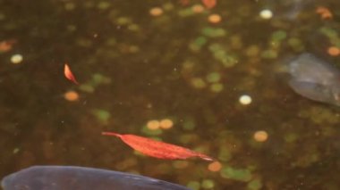 Sazan Hakone tapınak Shizuoka Japonya'da gölde Yüzme