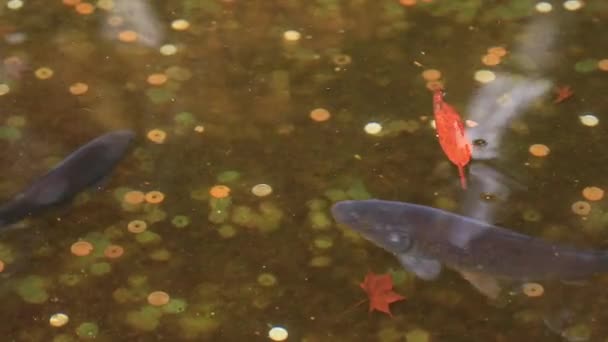 Carpa de natación en el estanque del santuario de Hakone en Shizuoka Japón — Vídeos de Stock