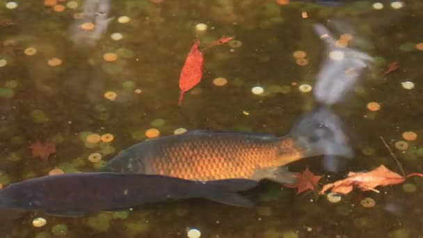 Carpa de natação na lagoa no santuário de Hakone em Shizuoka Japão — Vídeo de Stock