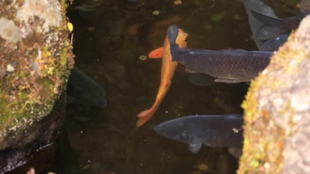 Simning karp i dammen på Hakone shrine i Shizuoka Japan — Stockvideo