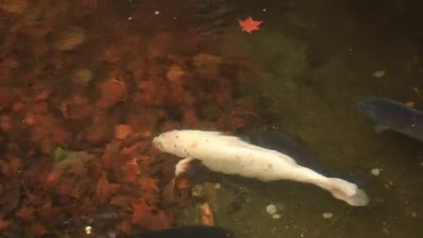 Zwemmen karpers in de vijver bij Hakone heiligdom in Shizuoka, Japan — Stockvideo