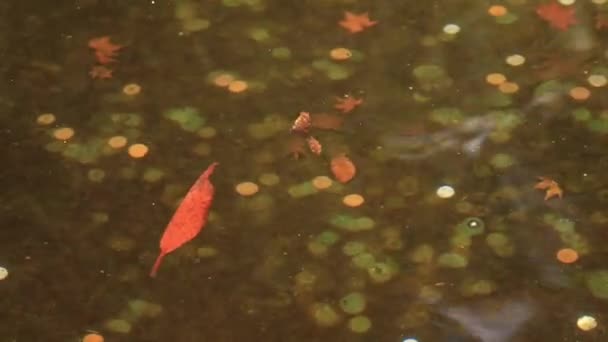 Schwimmende Karpfen im Teich — Stockvideo