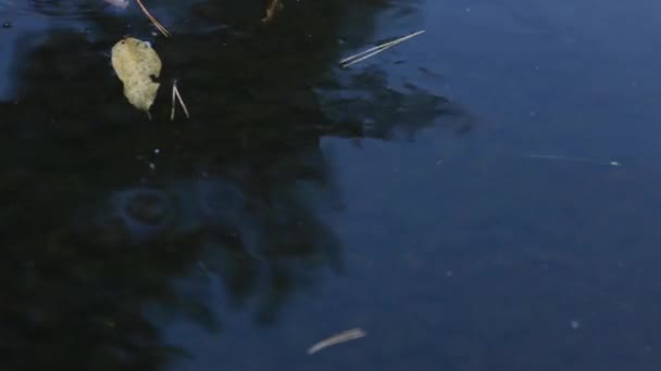 Carpa de natação no lago — Vídeo de Stock