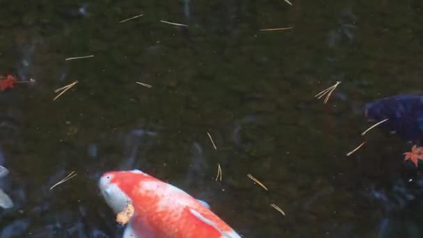 Simning karp i dammen — Stockvideo