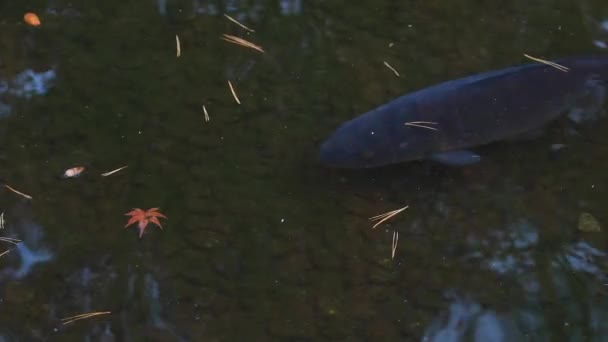 Plavání kapry v rybníku — Stock video