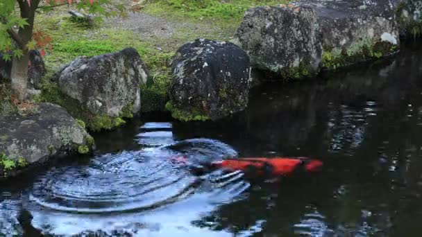 Schwimmende Karpfen im Teich — Stockvideo