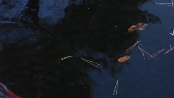 Swimming carp in the pond — Stock Video