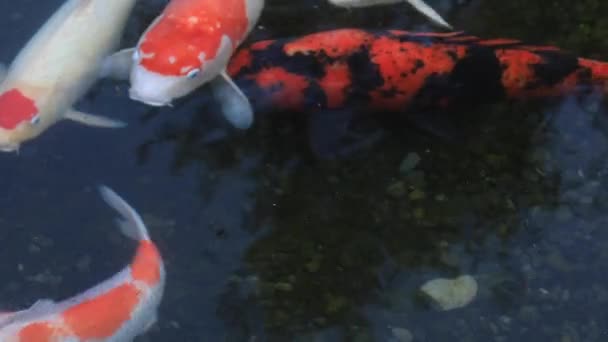 池の鯉をスイミング — ストック動画