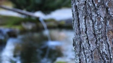Sonbahar Park'ta Japon geleneksel Bahçe