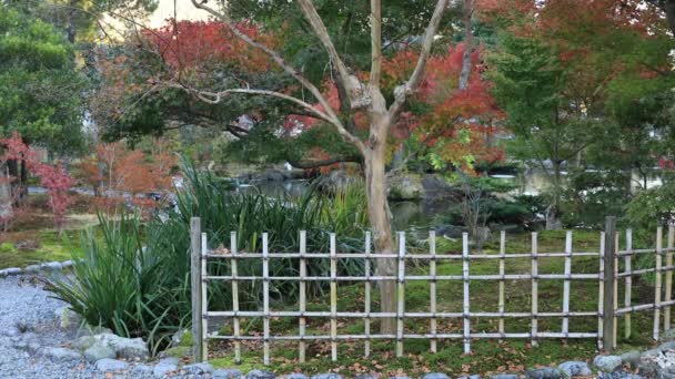 Japansk traditionell trädgård Park i höst — Stockvideo