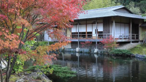 Japansk traditionell trädgård Park i höst — Stockvideo