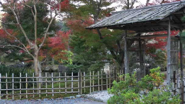 Japanese traditional garden at the park in autumn — Stock Video