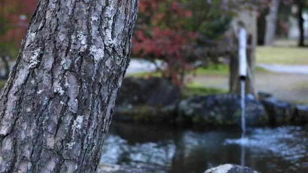 Японский традиционный сад в парке осенью — стоковое видео
