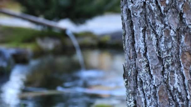 Jardin traditionnel japonais au parc en automne — Video