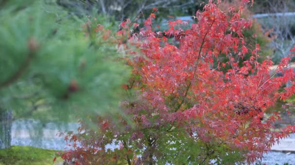 Červené listy v tradiční vesnici na podzim — Stock video
