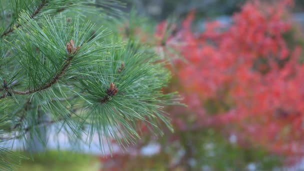 Rode bladeren bij het traditionele dorp in de herfst — Stockvideo