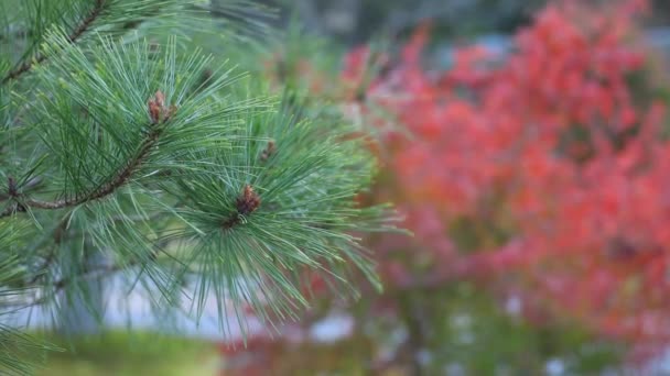 Rode Bladeren Bij Het Traditionele Dorp Herfst Shi Shizuoka Japan — Stockvideo