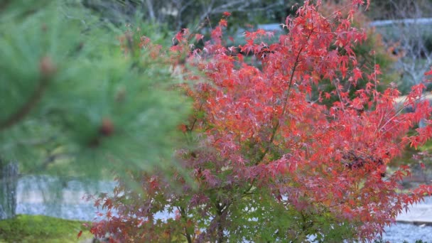 Red leaves at the traditional village in autumn — Stock Video