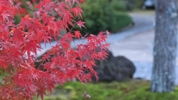 Rote Blätter im traditionellen Dorf im Herbst — Stockvideo