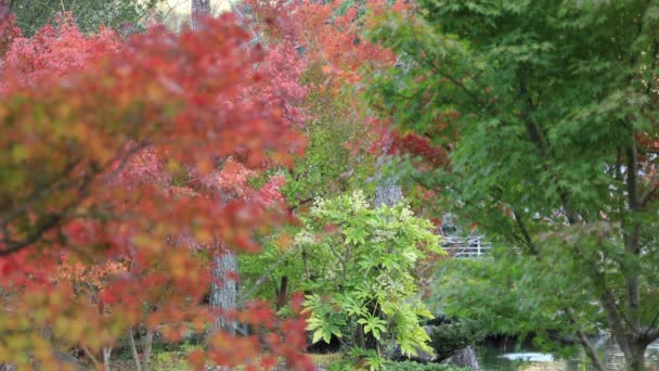 Красные листья в традиционной деревне осенью — стоковое видео