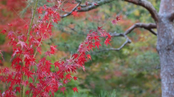 Feuilles rouges au village traditionnel en automne — Video