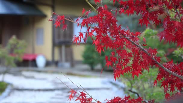 Hojas rojas en el pueblo tradicional en otoño — Vídeos de Stock