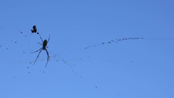 Schwarze Spinne am blauen Himmel — Stockvideo