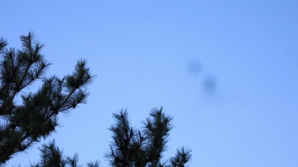 Araña negra en el cielo azul — Vídeo de stock