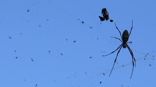 Schwarze Spinne am blauen Himmel — Stockvideo