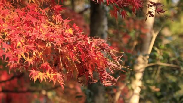 Kırmızı Yaprakları Atış Geleneksel Şehir Merkezinde Hikone Shiga Kapatın Hikone — Stok video