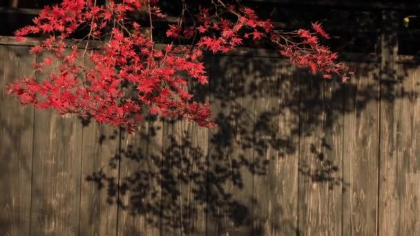 Κόκκινα φύλλα χειρός Κλείστε πυροβολισμό στο παραδοσιακό κέντρο της πόλης στο Hikone Shiga — Αρχείο Βίντεο