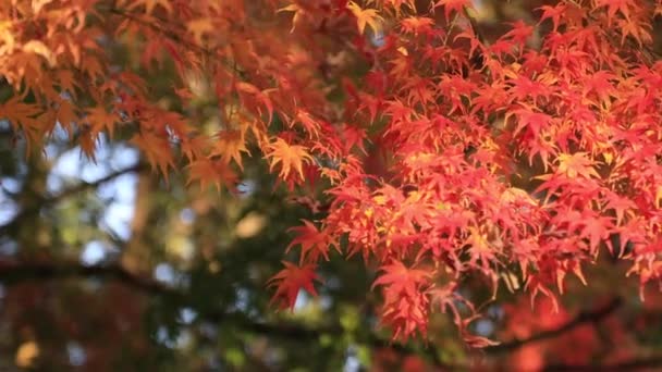 Красные листья ручной съемки в традиционном центре города Хиконе Шига — стоковое видео
