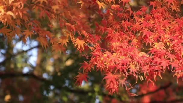 紅葉ハンドヘルド彦根滋賀県の伝統的なダウンタウンでのショットを閉じる — ストック動画