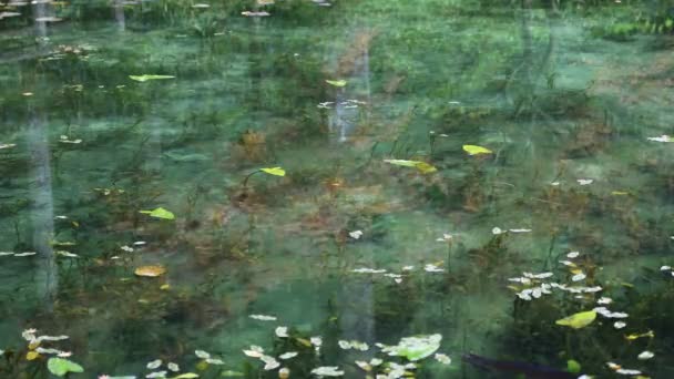 Όμορφη πράσινη λίμνη στο δάσος το φθινόπωρο Ιαπωνία Gifu — Αρχείο Βίντεο