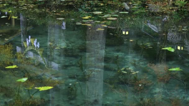 Όμορφη πράσινη λίμνη στο δάσος το φθινόπωρο Ιαπωνία Gifu — Αρχείο Βίντεο
