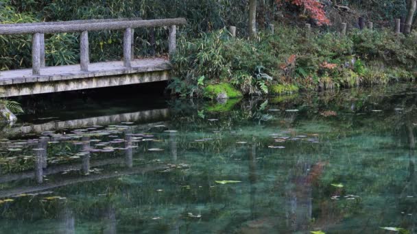 Gyönyörű zöld tó az erdő őszi Gifu, Japán — Stock videók