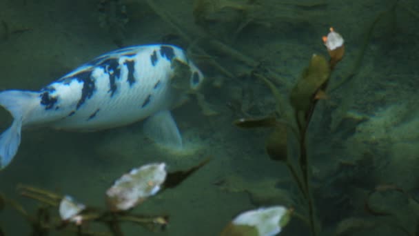 Κολύμβηση carp στην όμορφη πράσινη λίμνη Ιαπωνία Gifu φθινόπωρο — Αρχείο Βίντεο