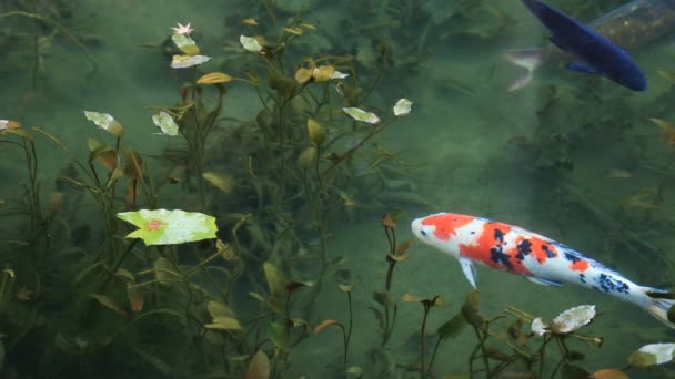 Ponty úszás a gyönyörű zöld tó, ősszel Gifu, Japán — Stock videók