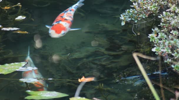 Schwimmende Karpfen im schönen grünen Teich im Gifu-japanischen Herbst — Stockvideo