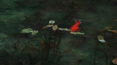 Sazan Gifu Japonya sonbaharda güzel yeşil havuzda yüzme