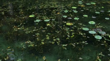 Güzel yeşil pond Gifu Japonya'da Lotus bırakır
