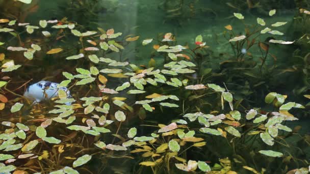 Carpa de natación en el hermoso estanque verde en Gifu Japón otoño — Vídeo de stock